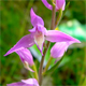 Cephalanthera rubra