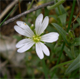Cerastium arvense