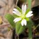Cerastium brachypetalum b.