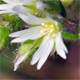 Cerastium glomeratum