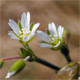 Cerastium glutinosum