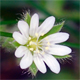 Cerastium holosteoides