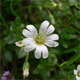 Cerastium latifolium