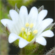 Cerastium pumilum