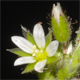 Cerastium semidecandrum