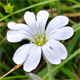 Cerastium tomentosum