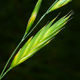 Ceratochloa cathartica