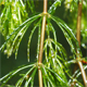 Ceratophyllum demersum