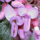 Cercis siliquastrum