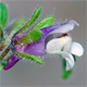 Chaenorhinum minus