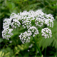 Chaerophyllum aureum
