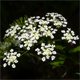 Chaerophyllum hirsutum