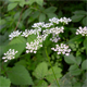Chaerophyllum temulum