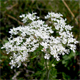Chaerophyllum villarsii