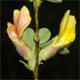Cytisus hirsutus