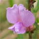 Cytisus purpureus