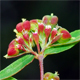 Euphorbia nutans