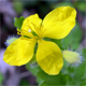 Chelidonium majus