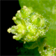 Chenopodiastrum murale