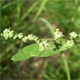 Chenopodium album