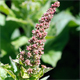 Blitum bonus-henricus