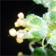 Chenopodium ficifolium