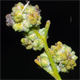 Chenopodium pedunculare