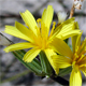 Chondrilla juncea