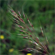 Chrysopogon gryllus