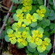 Chrysosplenium alternifolium