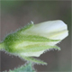 Cicer arietinum