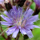 Lactuca alpina