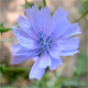 Cichorium intybus
