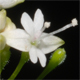 Circaea alpina