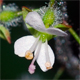 Circaea lutetiana