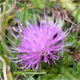 Cirsium acaulon a.