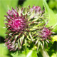 Cirsium alsophilum