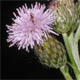 Cirsium arvense
