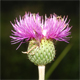 Cirsium canum