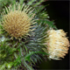 Cirsium carniolicum