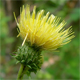 Cirsium erisithales