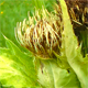 Cirsium oleraceum