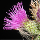 Cirsium palustre