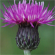 Cirsium pannonicum