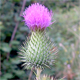 Cirsium vulgare