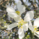 Citrus trifoliata