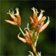Cladium mariscus