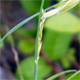 Cleistogenes serotina