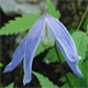 Clematis alpina