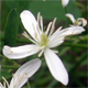 Clematis recta